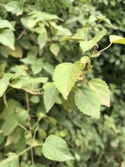 Acalypha glabrata