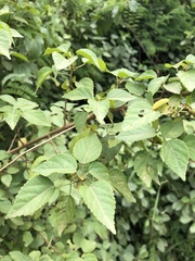 Acalypha glabrata