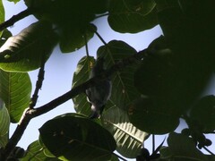 Poecilostreptus cabanisi image