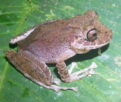 Pristimantis labiosus