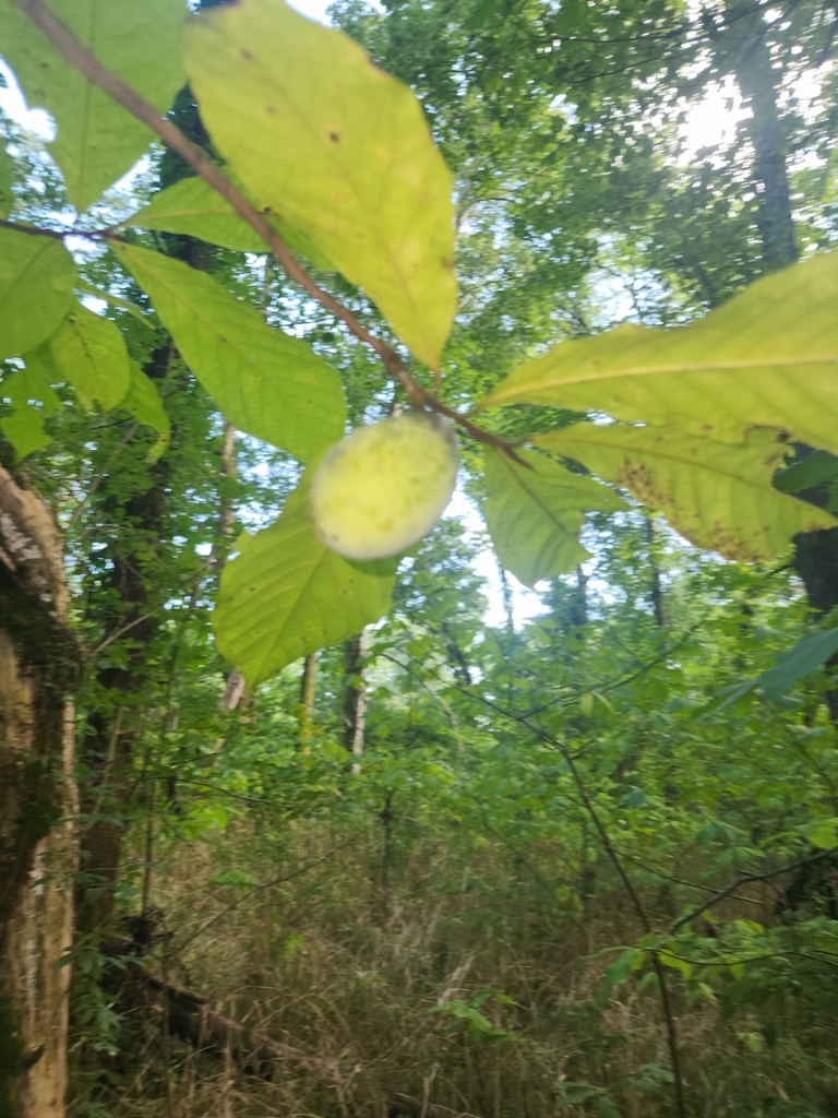 common pawpaw from Kingston Springs, TN 37082, USA on August 11, 2023 ...