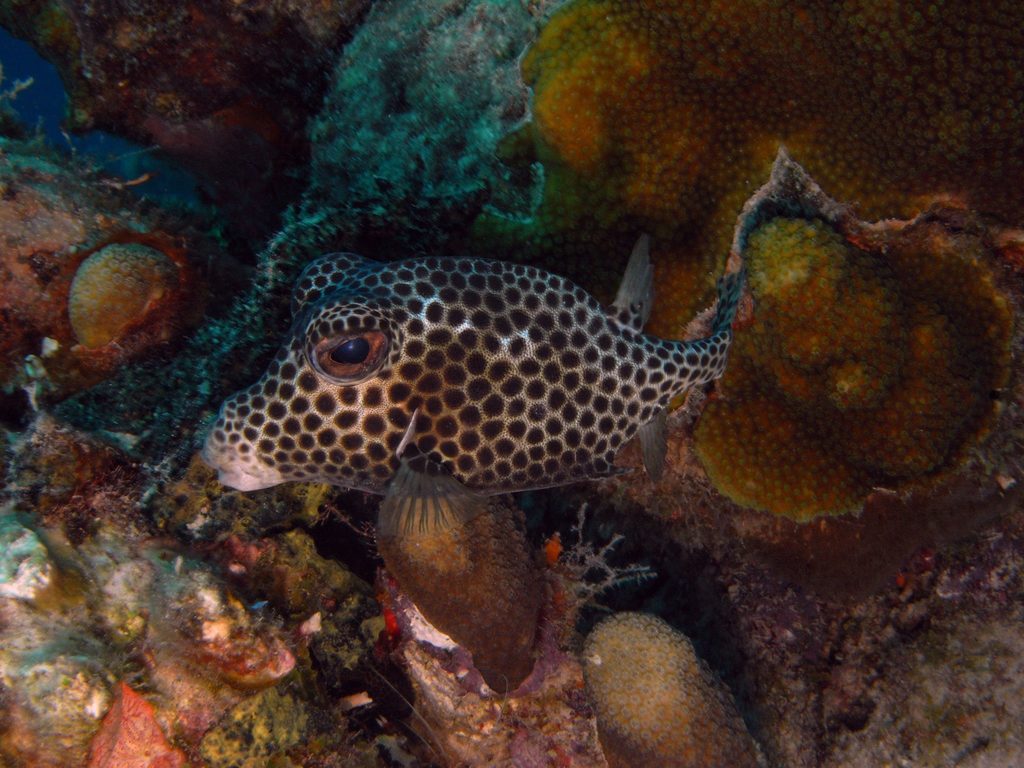 Spotted Trunkfish (Lactophrys bicaudalis) - Marine Life Identification