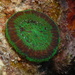 Artichoke Coral - Photo (c) terence zahner, some rights reserved (CC BY-NC), uploaded by terence zahner