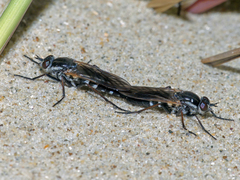 Anabarhynchus maritimus