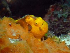 Antennarius multiocellatus