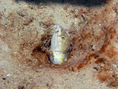 Myrichthys breviceps