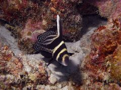 Eques punctatus