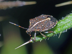Oncocoris geniculatus
