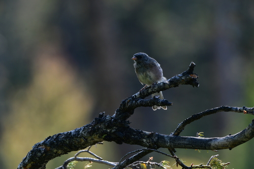 Dark-eyed Junco photographed in Montana