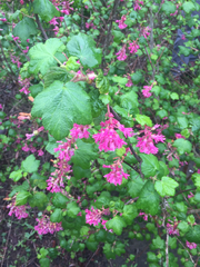 Ribes sanguineum glutinosum
