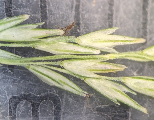 Muhlenbergia sobolifera