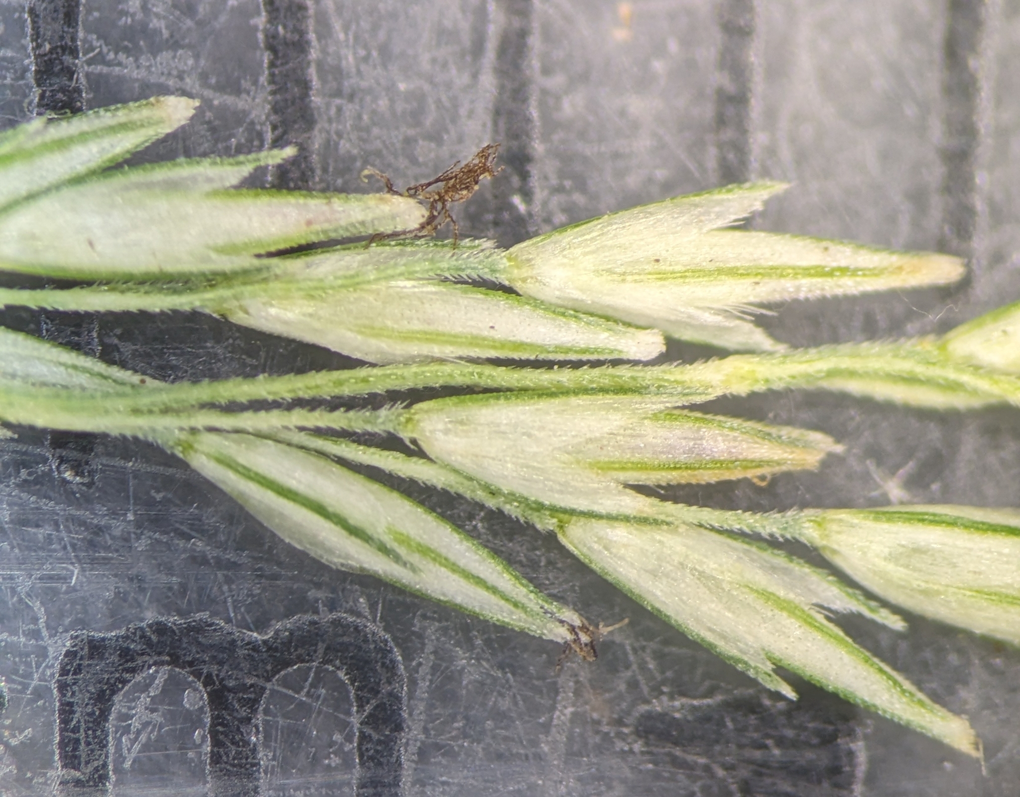 Muhlenbergia sobolifera