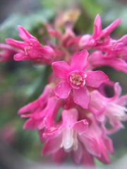 Ribes sanguineum glutinosum
