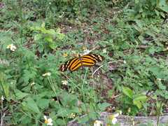 Eueides isabella eva