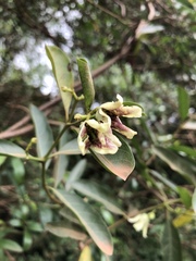 Stomatostemma monteiroae