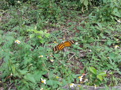 Eueides isabella eva