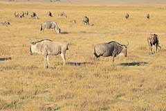 Connochaetes taurinus albojubatus