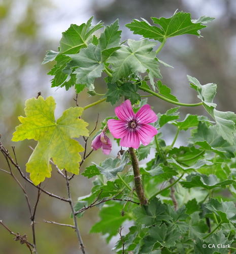 Island mallow seedling