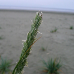 Leymus mollis mollis
