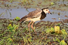 Vanellus crassirostris