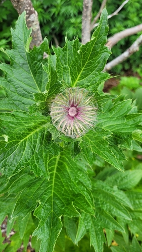 Kamchatka thistle