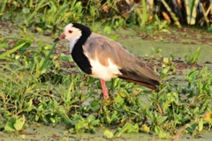 Vanellus crassirostris