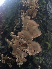 Trametes versicolor