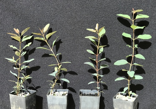 Eucalyptus brachyandra 3