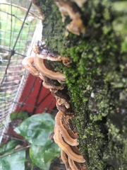 Trametes versicolor