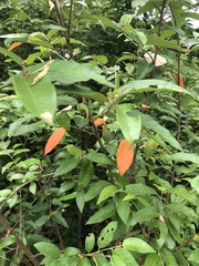 Croton menyharthii