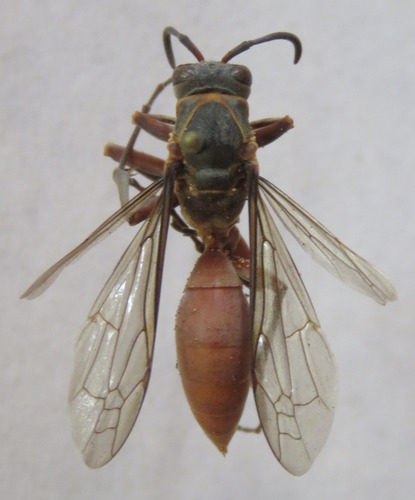 Avispa papelera centroamericana