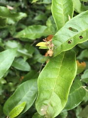 Croton menyharthii