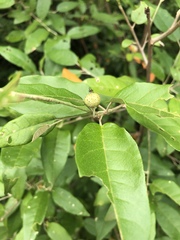 Croton menyharthii