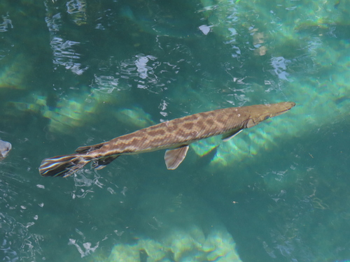 Tropical gar (Atractosteus tropicus) — Lepisosteidae — 3