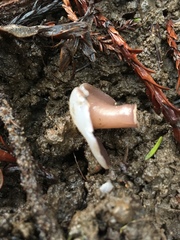 Daleomyces petersii