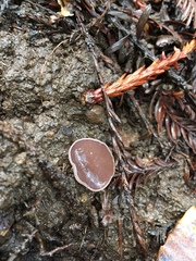 Daleomyces petersii