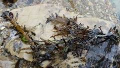 Carpophyllum maschalocarpum