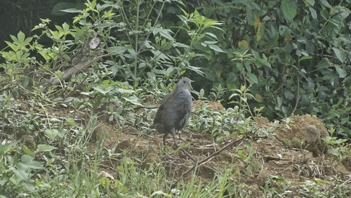 Brown Crake