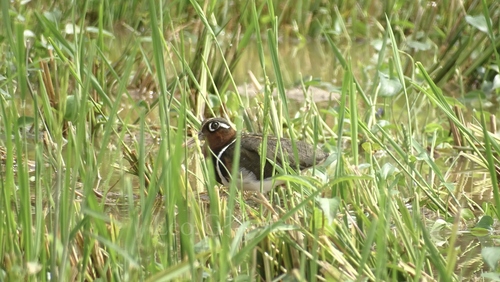 Greater Painted-Snipe
