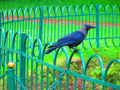 Corvus splendens
