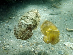 Sepia plangon