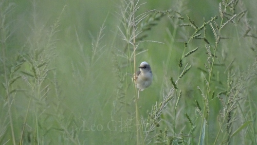 Golden-headed Cisticola