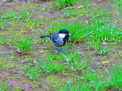 Parus cinereus