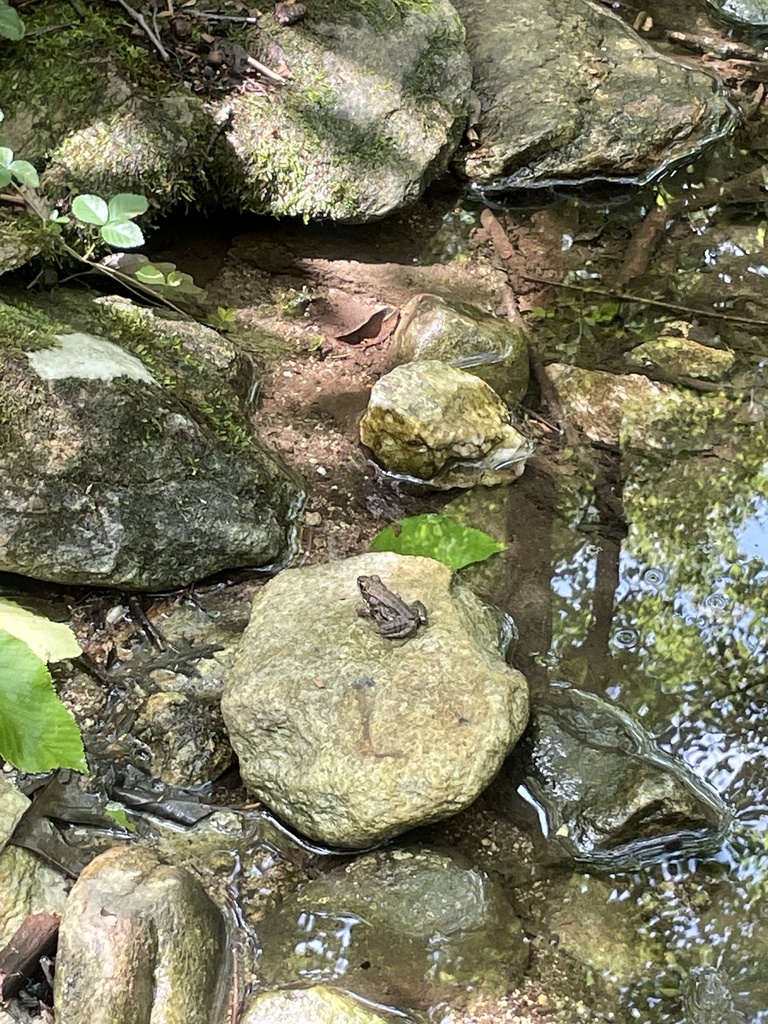 Green Frog from Hamburg Rd, Frederick, MD, US on August 11, 2023 at 02
