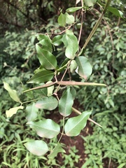 Secamone parvifolia