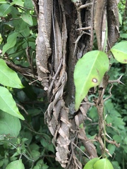 Secamone parvifolia