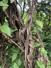 Secamone parvifolia