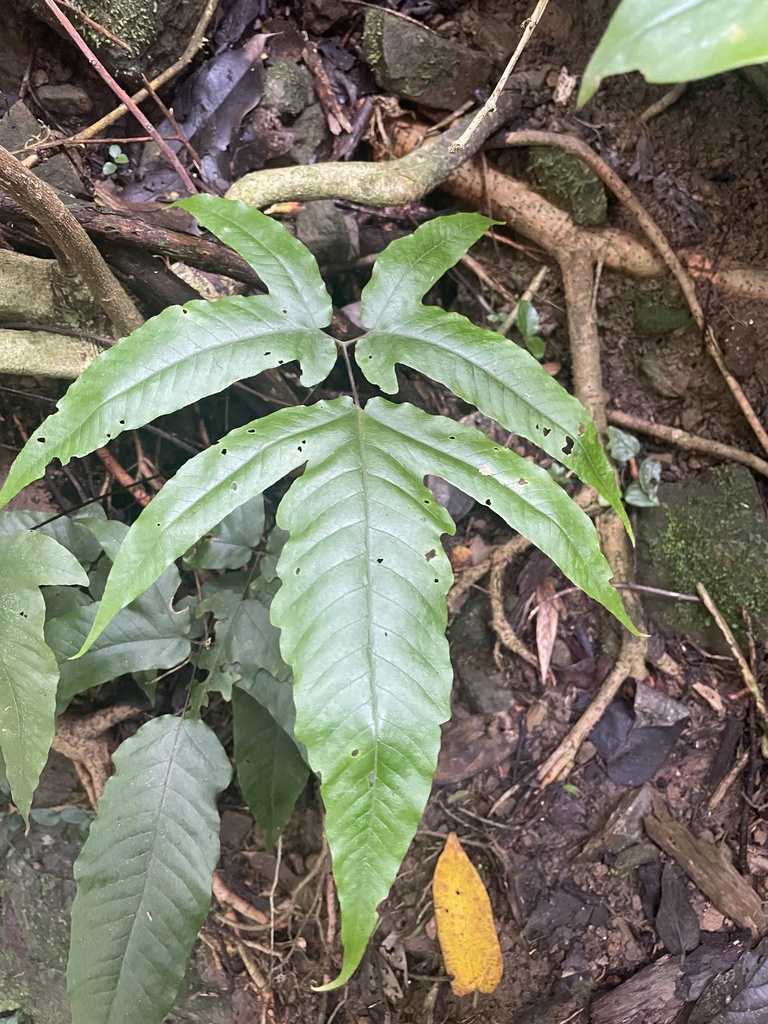 Tectaria subtriphylla