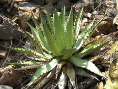 Agave kerchovei