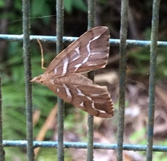 Chalastra aristarcha